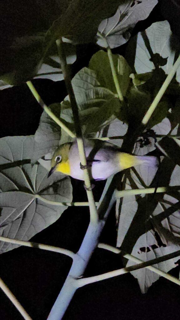 夜間生態導覽時手電筒照到樹枝上，一隻小鳥停在那裡休息