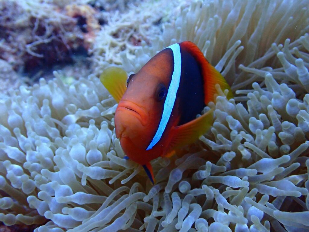海葵叢中一隻黑紅相間的小丑魚面向鏡頭
