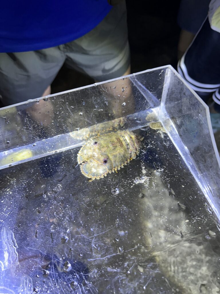 潮間帶導覽的觀察箱裡有一隻黃褐色的蝦類，背上有一節一節的殼