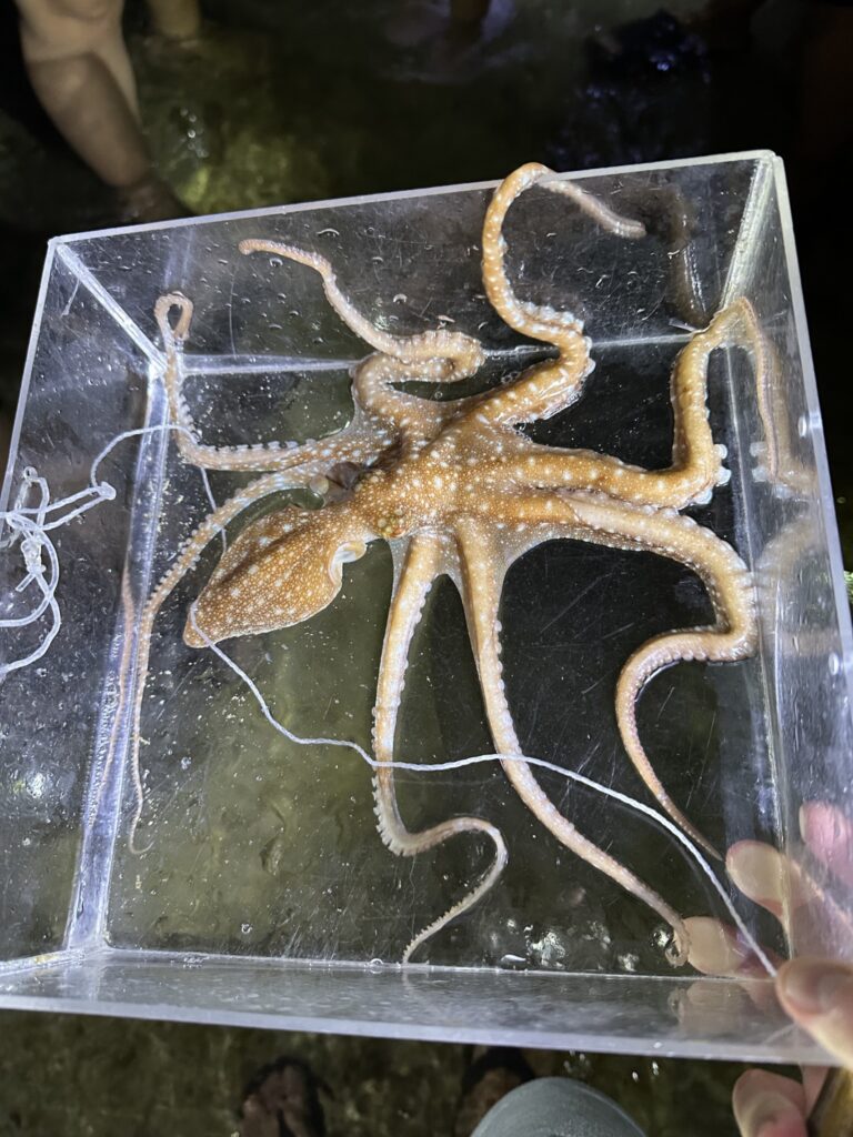 潮間帶導覽的透明觀察箱裡有一隻章魚，老師拿著讓大家近距離看