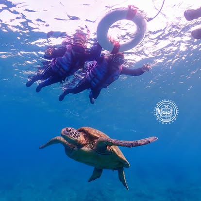 三位穿救生衣的浮潛客在水面拉著救生圈，一隻綠蠵龜從下方游過