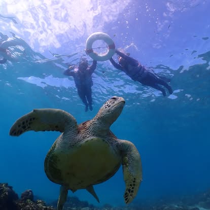 一隻綠蠵龜在礁區上方游動，兩位浮潛客拉著救生圈浮在水面